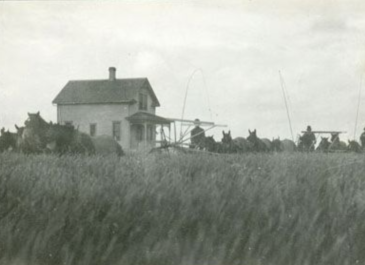 Pisek early 1900 - Farming in Walsh County early 1900s. Donated by the family of Elmer and Annie Murray - Walsh County Historical Museum 