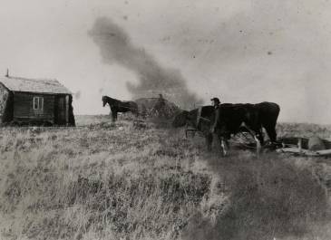 Cooperstown 1881 - A - A Collection - Emil K. Krogsgaard with ox drawn homemade roller in front of sod shanty