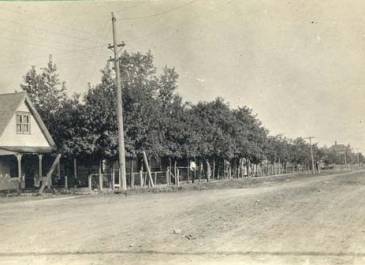 One of the residential streets taken from corner where I lived, Trees are box elders (ash leaf maples) set out in front of the houses - Karen Perry